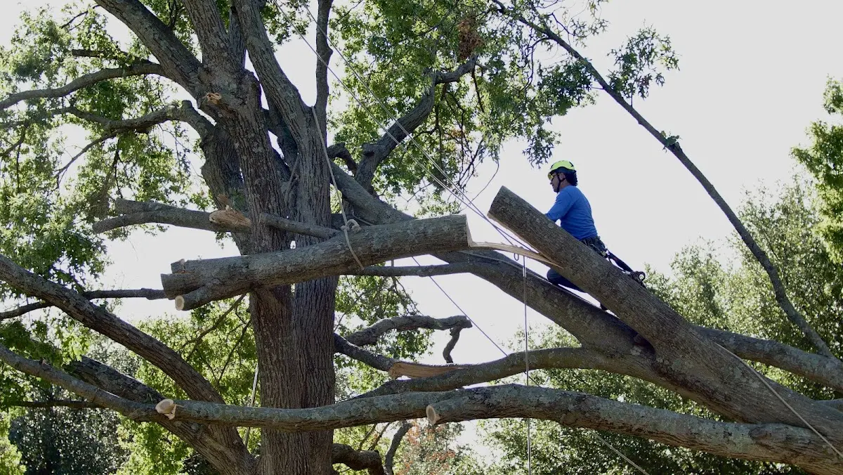 Professional Crown Thinning performed by certified arborists in Guy