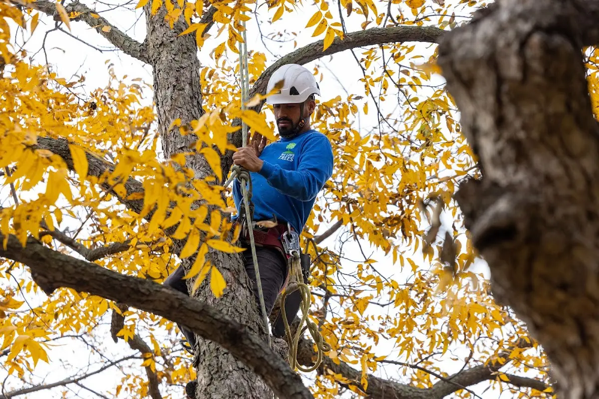 Skilled Storm Damage Cleanup crew working in Guy